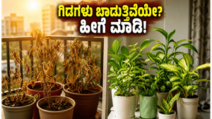 ಬಿಸಿಲಿಗೆ ಗಿಡಗಳು ಬಾಡುತ್ತಿವೆಯೇ? ಈ ಮ್ಯಾಜಿಕ್ ಟಿಪ್ಸ್ ಬಳಸಿ ನಿಮ್ಮ ಬಾಲ್ಕನಿ ಗಾರ್ಡನ್ ಅನ್ನು ಹಸಿರಾಗಿಡಿ!