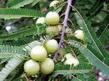 ಮೇಲೋಗರ,ನೆಲ್ಲಿಕಾಯಿ ಉಪ್ಪಿನಕಾಯಿ 