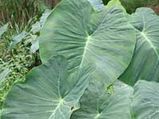 ಕೊರೆಯುವ ಚಳಿಗೆ ಬೆಚ್ಚನೆಯ ಕರಕಲಿ