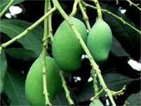 ನಾಲಿಗೆ ಚಾಪಲ್ಯಕ್ಕೆ ಮಾವಿನಕಾಯಿ ಚಿತ್ರಾನ್ನ