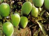 ರೋಟಿಯ ಸಂಗಾತಿ, ಮಾವಿನಕಾಯಿ ದಾಲ್ 