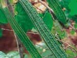 ಮಾವಿನಕೊಂಬೆಯ ಹೀರೇಕಾಯಿ ಪಾಯಸ
