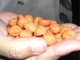 ಉಂಡ್ಲಿಗೆ : ಮಲೆನಾಡ ಸಾಂಪ್ರದಾಯಿಕ ತಿಂಡಿ