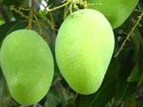 ವೆರಿಸಿಂಪಲ್ ಮಾವಿನಕಾಯಿ ಚಟ್ನಿ