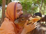 ಫೇಸ್ ಬುಕ್ಕಲ್ಲಿ ಗೋವುಪ್ರಿಯ ರಾಘವೇಶ್ವರ ಸ್ವಾಮೀಜಿ