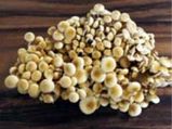 ವೈ ದಿಸ್ ವಿಟಮಿನ್ ಡಿ? ವೈ ದಿಸ್ ವಿಟಮಿನ್ ಡಿ?  