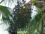 ತೂಕ ಕಡಿಮೆ ಮಾಡುವ ಬೆರಿ ಆರೋಗ್ಯಕಾರಿ