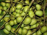  ಬಾಯಲ್ಲಿ  ನೀರೂರಿಸುವ ಮಿಡಿ ಉಪ್ಪಿನಕಾಯಿ