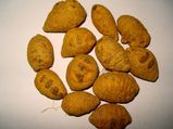 ತ್ವಚೆ ಸೌಂದರ್ಯದ ರಕ್ಷಕ-ಕಸ್ತೂರಿ ಅರಿಶಿಣ