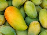 ಮಾವಿನ ಹಣ್ಣಿನಲ್ಲಿ ಕಮ್ಮಿಯೆಂದರೂ 14 ಗುಣಗಳಿವೆ!