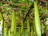 ಸೋರೆಕಾಯಿಯಲ್ಲಿದೆ ಅನೇಕ ಆರೋಗ್ಯಕರ ಗುಣಗಳು