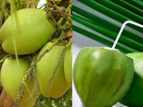 ಚಿಕನ್‌ಗುನ್ಯಾಕ್ಕೆ ಪರಿಣಾಮಕಾರಿ ಮನೆಮದ್ದು
