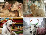 ಹಿಂದೂಗಳು ಗೋಮಾತೆಯನ್ನು ಪೂಜಿಸಲು ಕಾರಣಗಳೇನು?