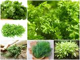 ಹಸಿರು ಎಲೆ-ತರಕಾರಿಗಳ ಲಾಭಗಳು ಒ೦ದೇ ಎರಡೇ?