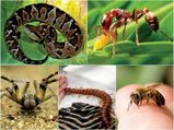ಹುಷಾರು, ಇವುಗಳ ತಂಟೆಗೆ ಮಾತ್ರ ಹೋಗಬೇಡಿ..!! 