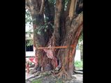 ಇತಿಹಾಸ ಪುರಾಣಗಳಲ್ಲಿಯೇ 'ವೃಕ್ಷಾರಾಧನೆ' ಬೇರೂರಿದೆ...