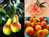 ತೂಕ ಇಳಿಸುವ ಪವರ್ ಈ ಆಹಾರಗಳಲ್ಲಿದೆ! ಒಮ್ಮೆ ಪ್ರಯತ್ನಿಸಿ