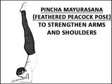 ಭುಜ, ಕೈ ತೋಳುಗಳ ಬಲವೃದ್ಧಿಗೆ-ಪಿಂಚ ಮಯೂರಾಸನ