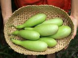 ಆರೋಗ್ಯಕ್ಕೆ ಆಸರೆಯಾಗೋ ತರಕಾರಿ-ಸೋರೆಕಾಯಿ