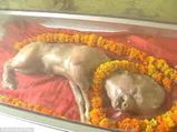 ಮನುಷ್ಯನ ಮುಖ ಹೋಲುವ ಕರು! ಇದು ವಿಷ್ಣುವಿನ ಅವತಾರವಂತೆ!!  