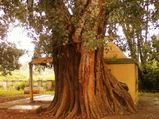 ದೈವ ಸ್ವರೂಪಿ 'ಅಶ್ವತ್ಥ ಮರ'ದ ಎಲೆಗಳ ಔಷಧೀಯ ಗುಣಗಳು  