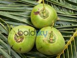 ಕೂದಲು ಮತ್ತು ತ್ವಚೆಯ ಅಂದಕ್ಕಾಗಿ ಎಳನೀರಿನ ಥೆರಪಿ 