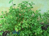 ತುಳಸಿಯ ಸಹಾಯದಿಂದ ತೂಕ ಇಳಿಸಿಕೊಳ್ಳಬಹುದೇ?