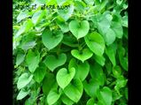 ನಾಟಿ ಮದ್ದು: ಅಮೃತಬಳ್ಳಿಯ 10 ಆರೋಗ್ಯಕಾರಿ ಪ್ರಯೋಜನಗಳು
