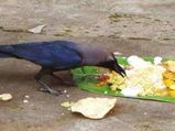  ಪಿತೃ ಪಕ್ಷದ ವೇಳೆ ಕಾಗೆಗಳಿಗೆ ಏಕೆ ಇಷ್ಟೊಂದು ಮಹತ್ವ? 
