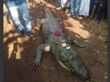 ಮೊಸಳೆ ಸಾವಿನ ದುಃಖದಲ್ಲಿ ಅಡುಗೆ ಮಾಡದ ಗ್ರಾಮಸ್ಥರು! 