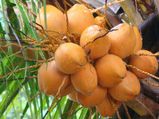 ಸತತ ಒಂದು ವಾರ ಕಾಲ ಎಳನೀರು ಕುಡಿದರೆ ಏನಾಗುವುದು?