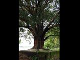 ದೇವರಿಂದ ನೆಡಲ್ಪಟ್ಟ ನಿಗೂಢ ಮರದ ಕಥೆ