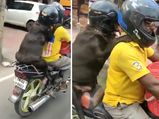  ಸುರಕ್ಷತೆ ಮುಖ್ಯ, ಬೈಕ್ ಹಿಂದೆ ಕುಳಿತ ನಾಯಿಗೆ ಹೆಲ್ಮೆಟ್!