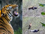 ಸತ್ತಂತೆ ನಟಿಸಿ ಹುಲಿ ಬಾಯಿಂದ ಬಚಾವ್ ಆದ!: ವೀಡಿಯೋ ವೈರಲ್