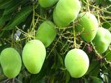 ಮಾವಿನಕಾಯಿ ಸಾರಿಗೆ ಹಾಕಿದರೆ  ಆರೋಗ್ಯಕ್ಕೆ 6 ಲಾಭ