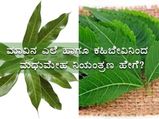 ಮಧುಮೇಹ ನಿಯಂತ್ರಣಕ್ಕೆ ಮಾವಿನ ಎಲೆ, ಕಹಿಬೇವು ಹೇಗೆ ಬಳಸಬೇಕು?