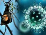 Nipah Virus : ಕೇರಳದಲ್ಲಿ ಮರುಕಳಿಸಿದ ನಿಪಾ ವೈರಸ್: ಲಕ್ಷಣಗಳೇನು?  ತಡೆಗಟ್ಟುವುದು ಹೇಗೆ, ಚಿಕಿತ್ಸೆಯೇನು? 