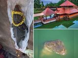 ವಿಷ್ಣುವಿನಲ್ಲಿ ಐಕ್ಯವಾದ  ದೇವರ ಮೊಸಳೆ:  ದೇವರಿಗಿಟ್ಟ ನೈವೇದ್ಯ ಮಾತ್ರ ಸೇವಿಸುತ್ತಿದ್ದ' ಸಸ್ಯಾಹಾರಿ ಮೊಸಳೆ'!