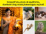 Diwali 2023: ದೀಪಾವಳಿ ಹಬ್ಬದಂದು ಈ ಪ್ರಾಣಿಗಳನ್ನು ನೋಡಿದರೆ ನೀವು ಸಂಪದ್ಭರಿತರಾಗುವುದು ಗ್ಯಾರಂಟಿ