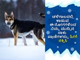 ಚಳಿಗಾಲದಲ್ಲಿ ಕಾಡುವ ಈ ರೋಗಗಳಿಂದ ನಿಮ್ಮ ಮುದ್ದಿನ ಸಾಕು ಪ್ರಾಣಿಗಳನ್ನು ಹೀಗೆ ರಕ್ಷಿಸಿ