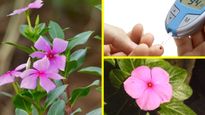 ನಿತ್ಯಪುಷ್ಪದಿಂದ ಮಧುಮೇಹ ನಿಯಂತ್ರಣದಲ್ಲಿಡಬಹುದೇ? ಬಳಸುವುದು ಹೇಗೆ?