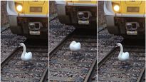 ರೈಲಿಗೆ ಅಡ್ಡಬಂದರೂ ಹಂಸವನ್ನು ಮುಟ್ಟುವುದಿಲ್ಲ ಮಂದಿ..! ಹೀಗ್ಯಾಕೆ ಗೊತ್ತಾ..?