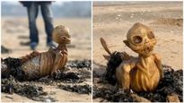 ಮಾರ್ಗೇಟ್ ಸಮುದ್ರ ತೀರದಲ್ಲಿ ವಿಚಿತ್ರ ಜೀವಿ ಪತ್ತೆ..! ಉತ್ತರ ಸಿಗದೆ ಶಾಕ್ ಆದ ಮಂದಿ..!