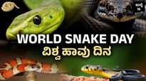World Snake Day: ಹಾವುಗಳ ನಿಗೂಢ ಜಗತ್ತು! ಎಷ್ಟು ತಿನ್ನುತ್ತವೆ? ರಾತ್ರಿ-ಹಗಲು ಏನು ಮಾಡುತ್ತವೆ? ರೋಚಕ ಸತ್ಯಗಳು