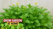 ಮನೆಯಲ್ಲೇ ಸಾಸಿವೆ ಸೊಪ್ಪು ಬೆಳೆಸೋದು ಎಷ್ಟು ಸುಲಭ ಗೊತ್ತಾ? 30 ದಿನಗಳಲ್ಲಿ ಅದ್ಭುತ ಫಲಿತಾಂಶ