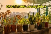 ಬಿಸಿಲಿಗೆ ಬಾಲ್ಕನಿ ಗಿಡಗಳು ಬಾಡುತ್ತಿವೆಯೇ? ಈ 5 ಸರಳ ಟ್ರಿಕ್ಸ್ ಬಳಸಿ ಗಿಡಗಳನ್ನು ಶಾಶ್ವತವಾಗಿ ಉಳಿಸಿಕೊಳ್ಳಿ!