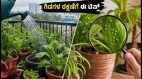 ಬೆಂಗಳೂರಿನಲ್ಲಿ ಮಳೆ ಬಿಡುವು: ನಿಮ್ಮ ಬಾಲ್ಕನಿ ಗಾರ್ಡನ್ ಗಿಡಗಳನ್ನು ರಕ್ಷಿಸಲು ಈ ಸರಳ ಟಿಪ್ಸ್ ಪಾಲಿಸಿ