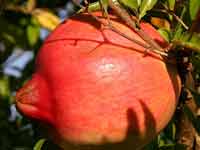 Health benefits of pomegranate Health benefits of pomegranate