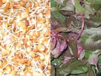 Hurulikalu and Dantinasoppina Sambar Hurulikalu and Dantinasoppina Sambar