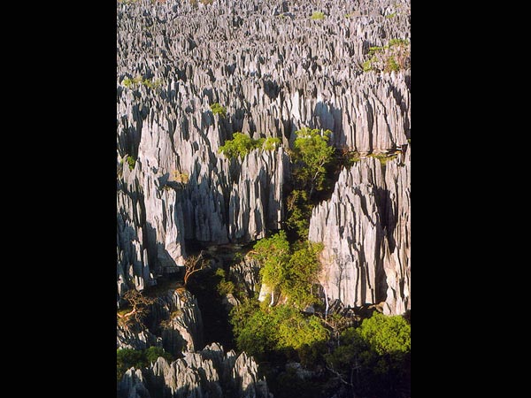 ಸ್ಟೋನ್ ಫಾರೆಸ್ಟ್: 